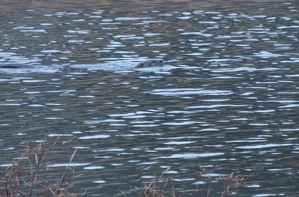River Otter in Sea Trail Plantation