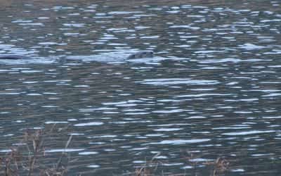 River Otter in Sea Trail Plantation