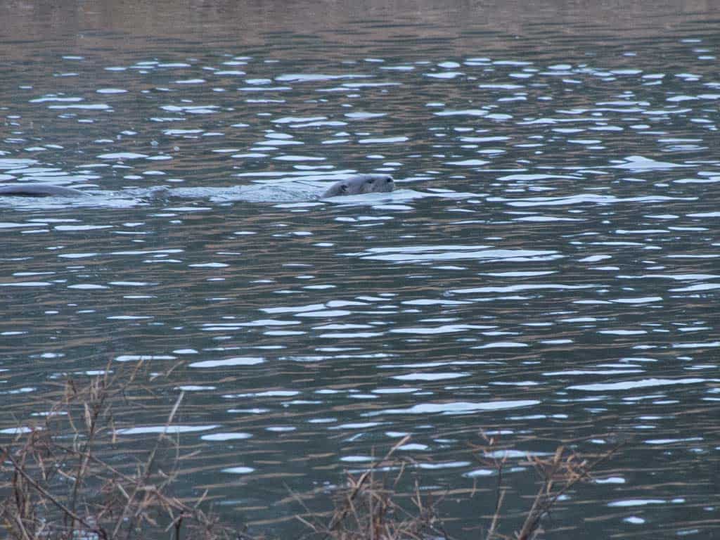 river-otter